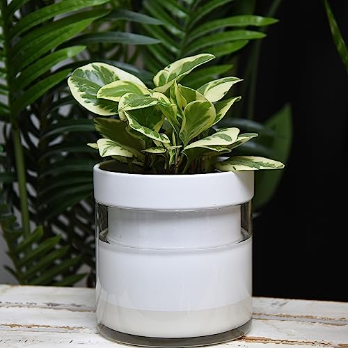 Phoenix Vine 6 Inch Self Watering Planter, White Terracotta Clay Pot with Glass Reservoir for Indoor Plants, Herbs, Flowers, Set of 1, 52-B-F-1 - Image 5