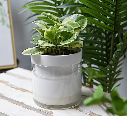 Phoenix Vine 6 Inch Self Watering Planter, White Terracotta Clay Pot with Glass Reservoir for Indoor Plants, Herbs, Flowers, Set of 1, 52-B-F-1 - Image 2