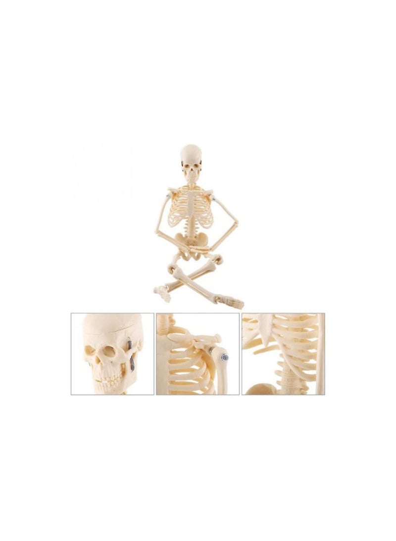 GGOOT Skeleton Anatomy Model | 45cm Skeleton Model with Stand - Human Skeleton Model for Anatomy with Movable Arms and Legs Structures - Image 3