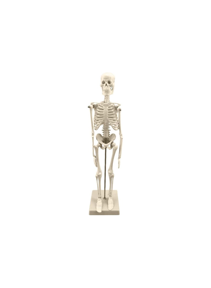 GGOOT Skeleton Anatomy Model | 45cm Skeleton Model with Stand - Human Skeleton Model for Anatomy with Movable Arms and Legs Structures - Image 1
