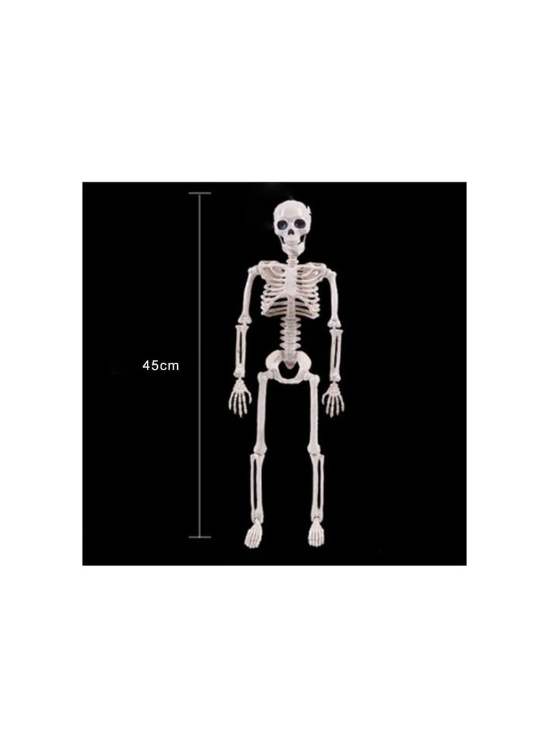 GGOOT Skeleton Anatomy Model | 45cm Skeleton Model with Stand - Human Skeleton Model for Anatomy with Movable Arms and Legs Structures - Image 2