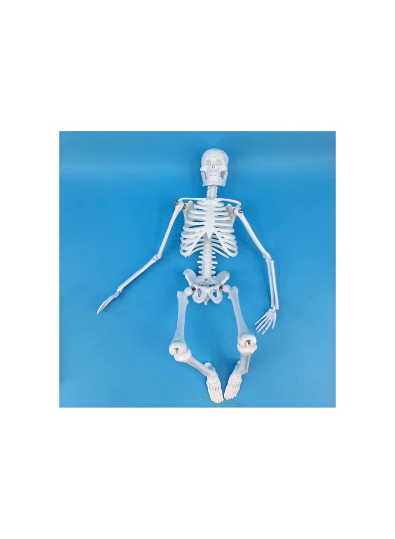 GGOOT Skeleton Anatomy Model | 45cm Skeleton Model with Stand - Human Skeleton Model for Anatomy with Movable Arms and Legs Structures - Image 4