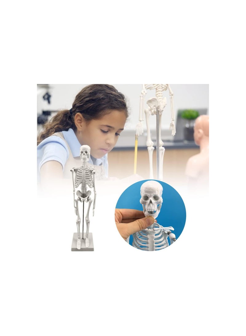 GGOOT Skeleton Anatomy Model | 45cm Skeleton Model with Stand - Human Skeleton Model for Anatomy with Movable Arms and Legs Structures - Image 5