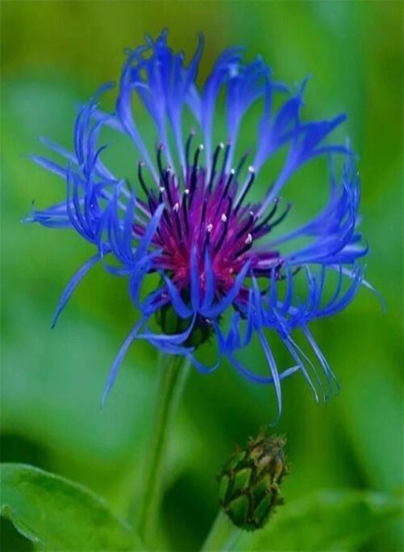GGOOT 600Pcs/Bag Cornflower Seeds Vibrant Blue Blossom Gardening Gift Plant Seeds Garden Blue - Image 4
