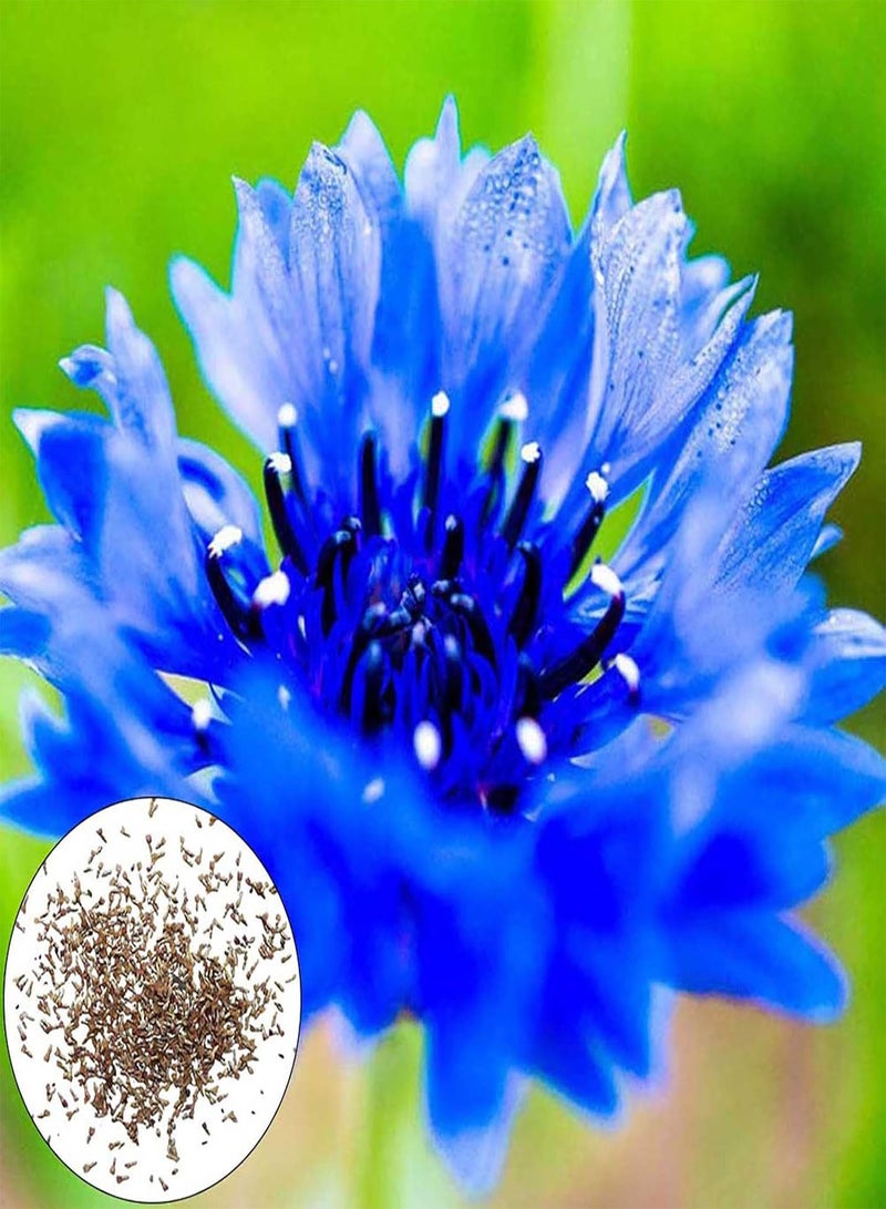 GGOOT 600Pcs/Bag Cornflower Seeds Vibrant Blue Blossom Gardening Gift Plant Seeds Garden Blue - Image 1