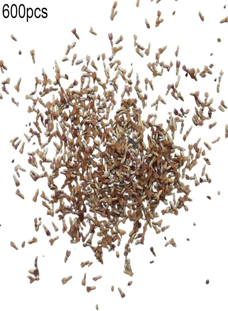 GGOOT 600Pcs/Bag Cornflower Seeds Vibrant Blue Blossom Gardening Gift Plant Seeds Garden Blue - Image 5