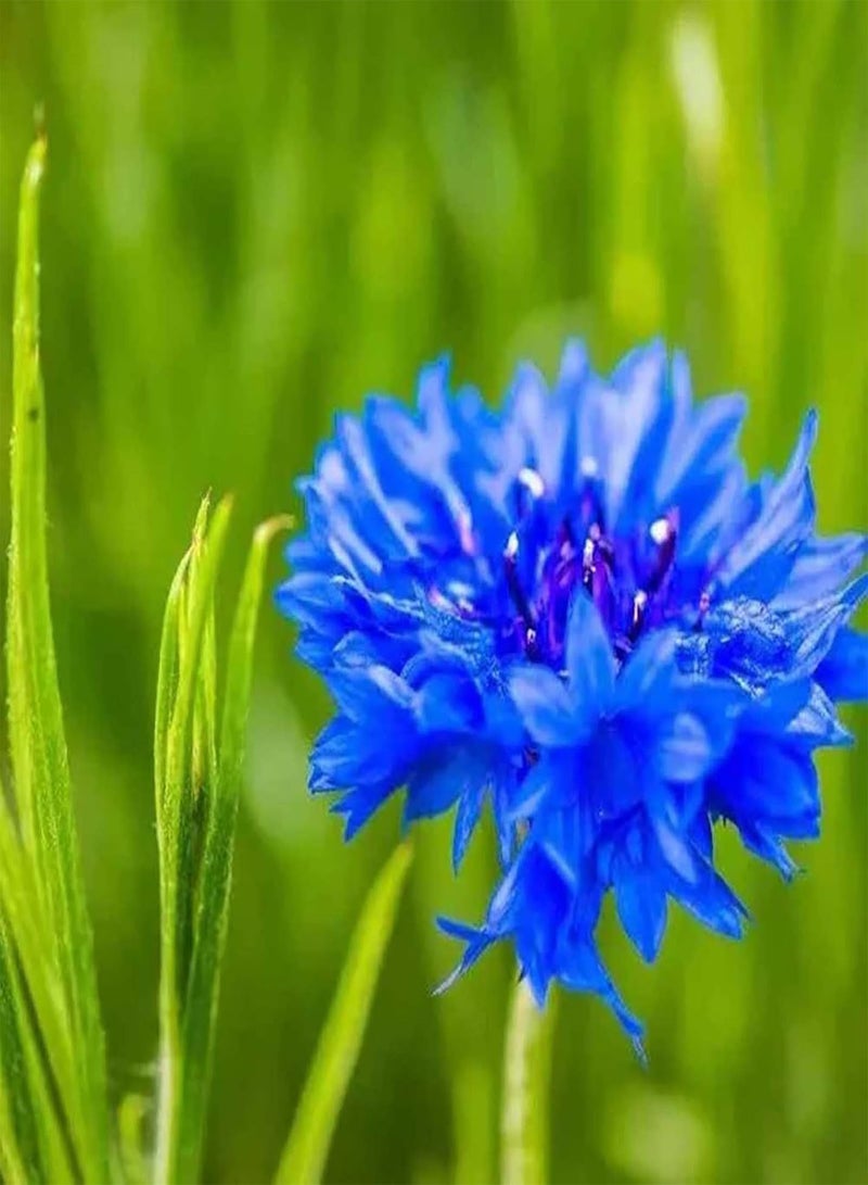 GGOOT 600Pcs/Bag Cornflower Seeds Vibrant Blue Blossom Gardening Gift Plant Seeds Garden Blue - Image 2