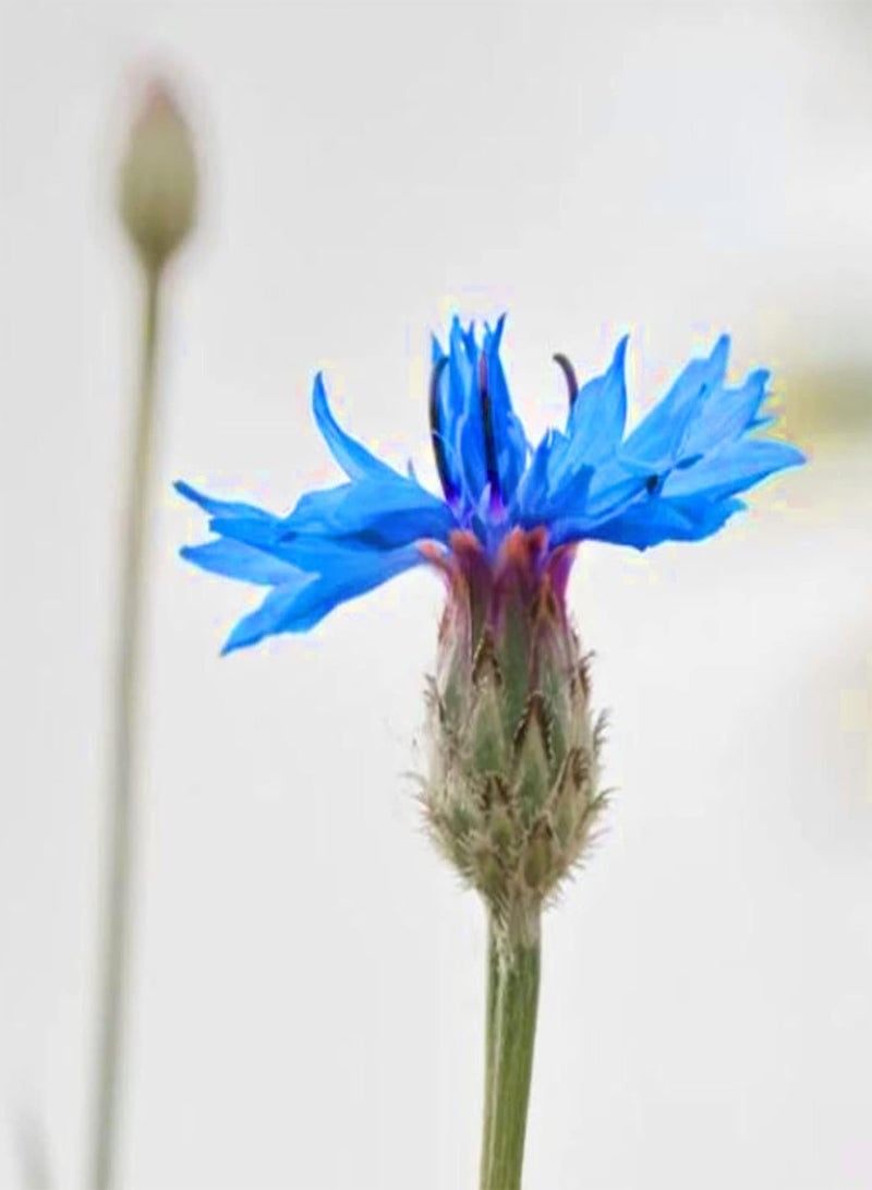 GGOOT 600Pcs/Bag Cornflower Seeds Vibrant Blue Blossom Gardening Gift Plant Seeds Garden Blue - Image 3