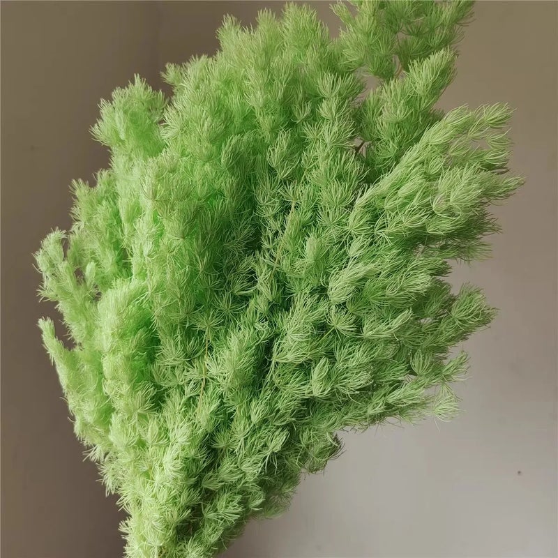 Bluejw Preserved Ming Fern Flower Bunch – 80g Dried Plants for Wedding, Home & Office Decor, Long-Lasting Natural Arrangement - Image 1