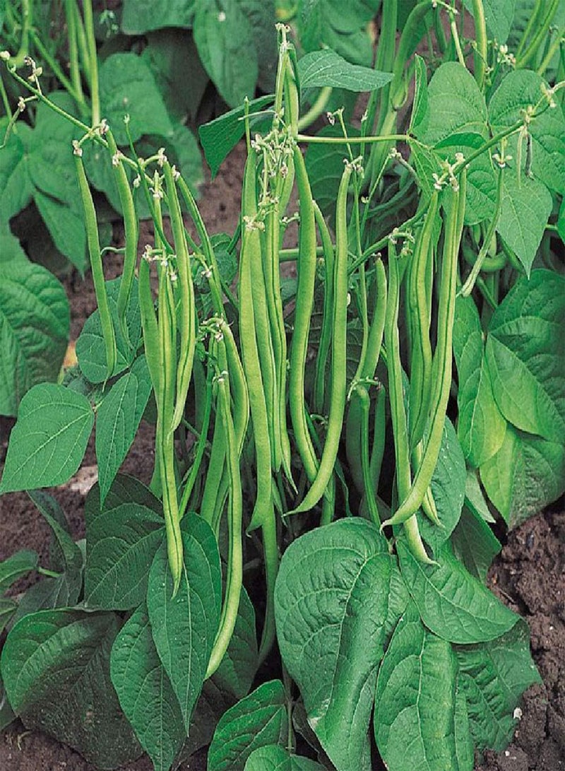 GGOOT - 10 x Dwarf French Bean Safari Vegetable Seeds - Image 1