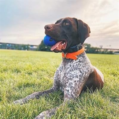 Chuckit! Crunch Ball Dog Toy, Medium for All Breed Sizes - Image 2