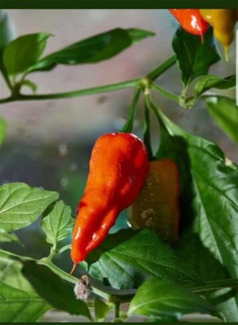 GGOOT 10 Chilli Pepper Red Bhut Jolokia Ghost Chilli . UK Delivery Only. - Image 2
