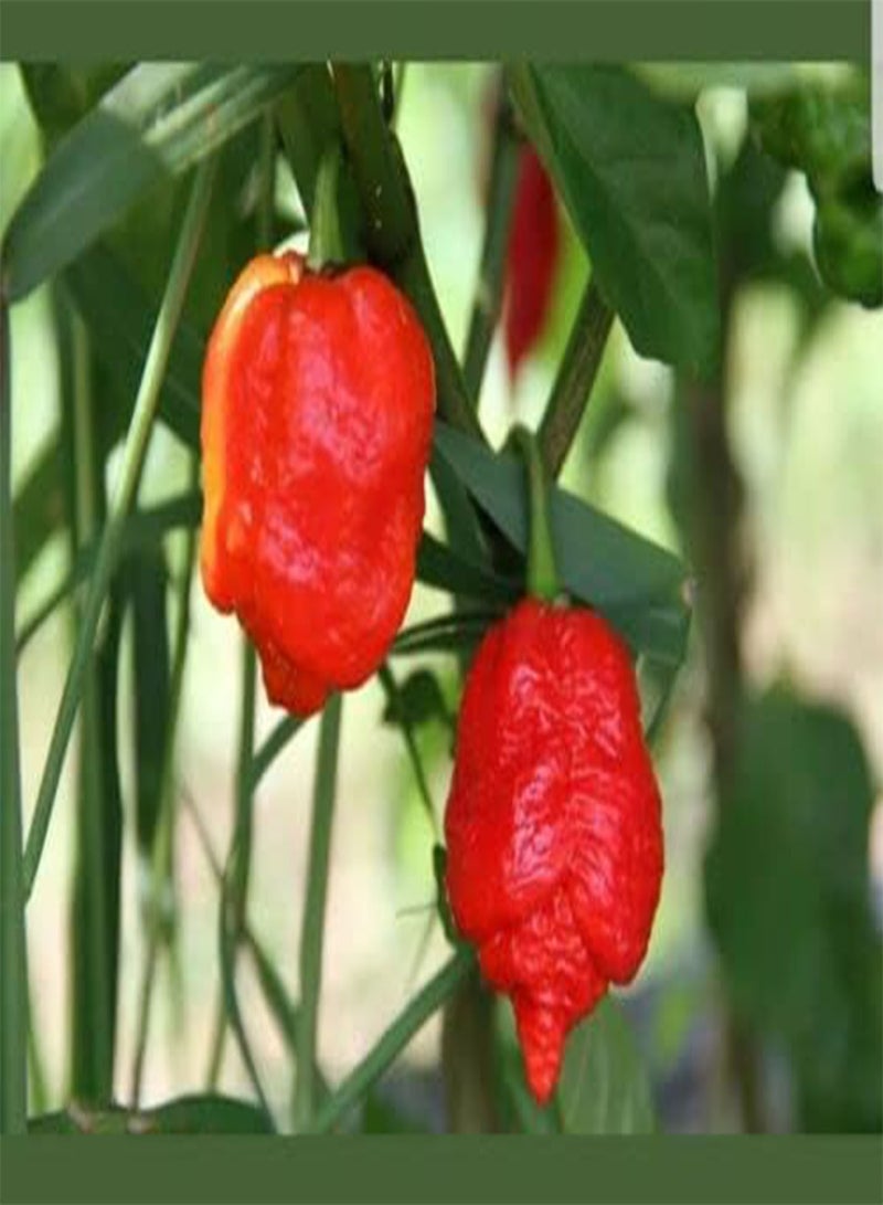 GGOOT 10 Chilli Pepper Red Bhut Jolokia Ghost Chilli . UK Delivery Only. - Image 1