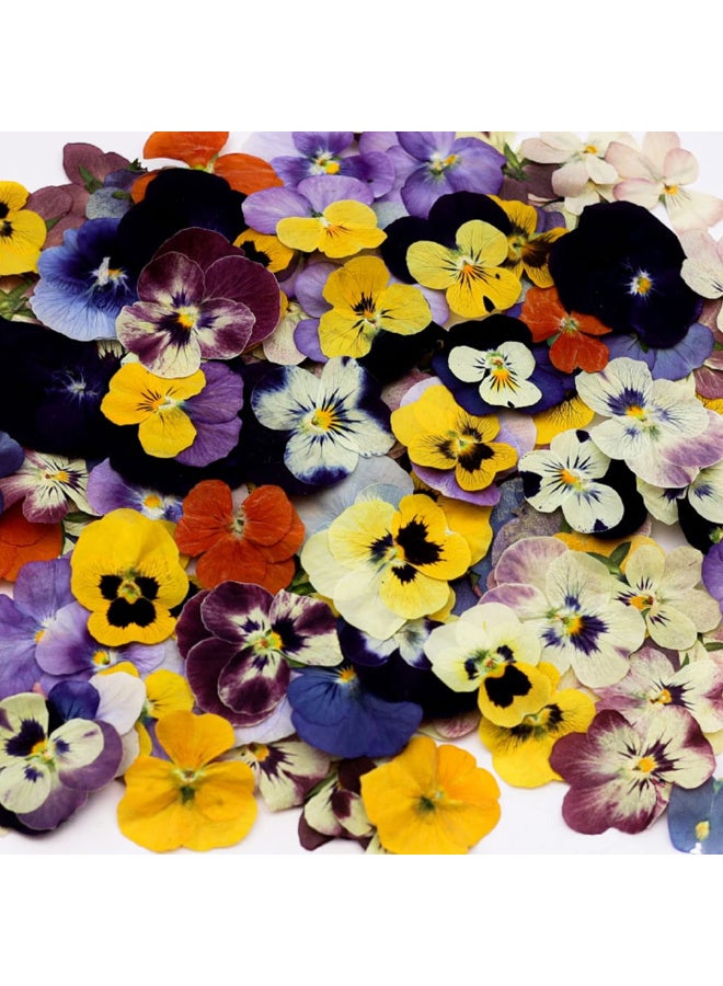 Bather Edible Dry flowers 50pcs - Image 4