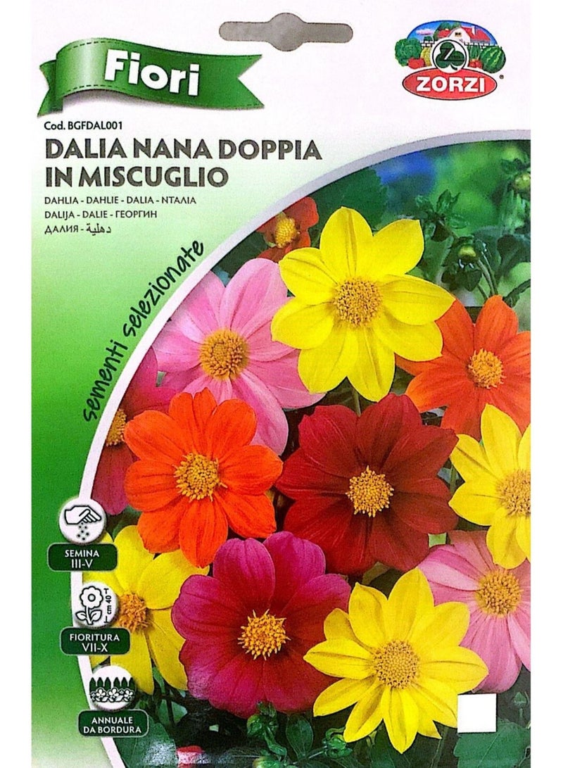 ZORZI Dalia Seeds - Image 1
