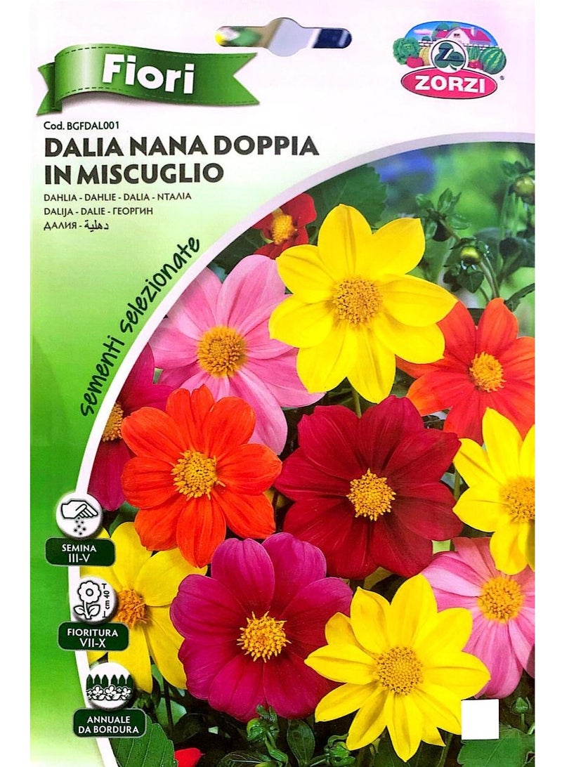 ZORZI Dalia Seeds - Image 2