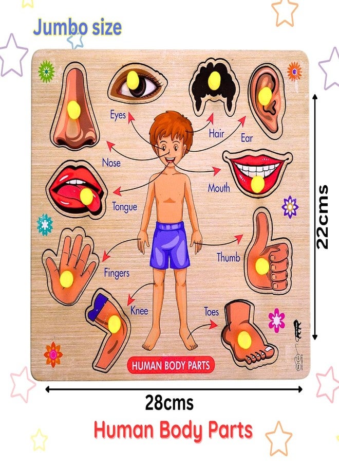 Bugbee Toys Wooden Human Body Parts Puzzle for Kids | Jumbo Size Peg Puzzle Board | Montessori Educational Toy for Toddlers | Learn Body Names | Colorful & Safe | Age 3+ | (Big) - Image 4