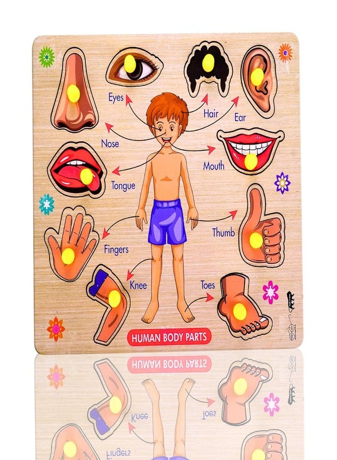 Bugbee Toys Wooden Human Body Parts Puzzle for Kids | Jumbo Size Peg Puzzle Board | Montessori Educational Toy for Toddlers | Learn Body Names | Colorful & Safe | Age 3+ | (Big) - Image 1