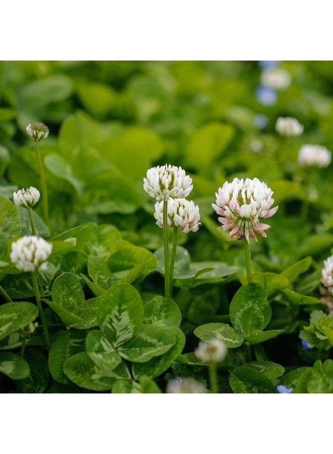 Outsidepride Perennial White Dutch Clover Seed - 1 lbs. Nitrocoated, Inoculated Clover Seeds for Lawn Alternative, Erosion Control, Food Plots, Ground Cover, & Pasture Mixtures in USDA Zones 3-10 - Image 1