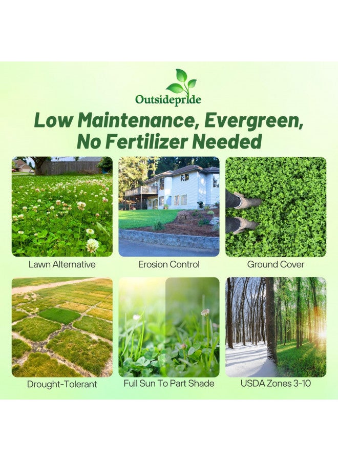 Outsidepride Perennial White Dutch Clover Seed - 1 lbs. Nitrocoated, Inoculated Clover Seeds for Lawn Alternative, Erosion Control, Food Plots, Ground Cover, & Pasture Mixtures in USDA Zones 3-10 - Image 2