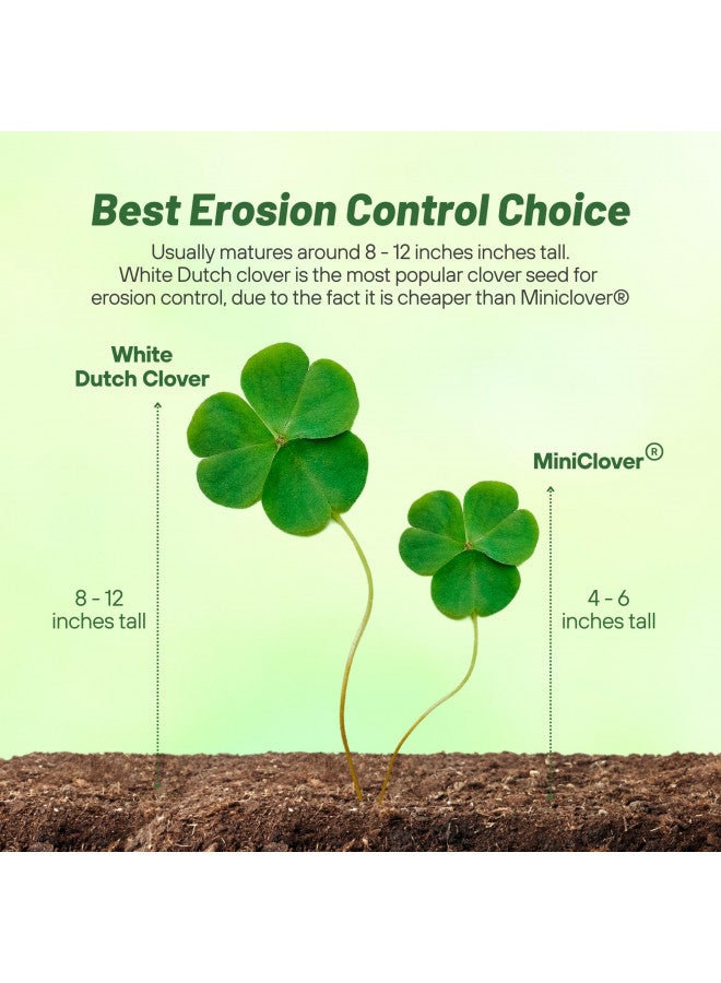 Outsidepride Perennial White Dutch Clover Seed - 1 lbs. Nitrocoated, Inoculated Clover Seeds for Lawn Alternative, Erosion Control, Food Plots, Ground Cover, & Pasture Mixtures in USDA Zones 3-10 - Image 3