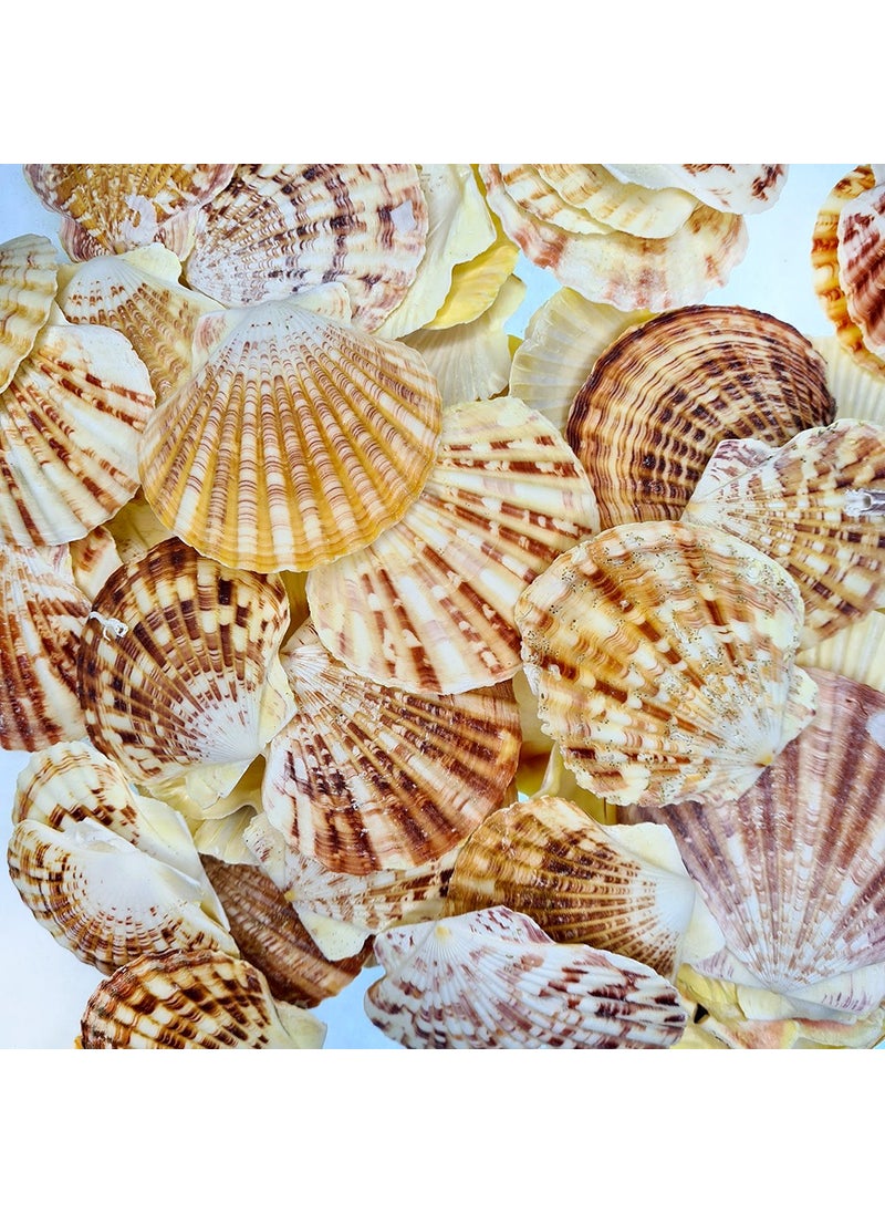 ocean breeze turquoise gift in your home Real Sea Shell 250 gr Package Pecten Mascarensıs - pzsku/Z5DF527F7108F8B998D4AZ/45/_/1736971691/506c7d5b-6324-4b6c-9bd0-9220013af366