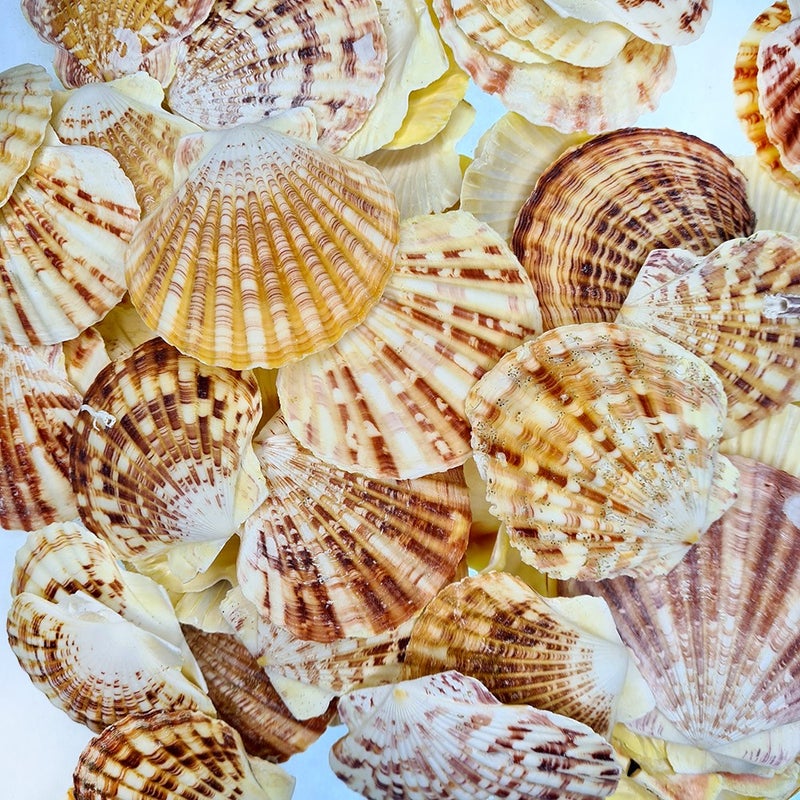 ocean breeze turquoise gift in your home Real Sea Shell 250 gr Package Pecten Mascarensıs