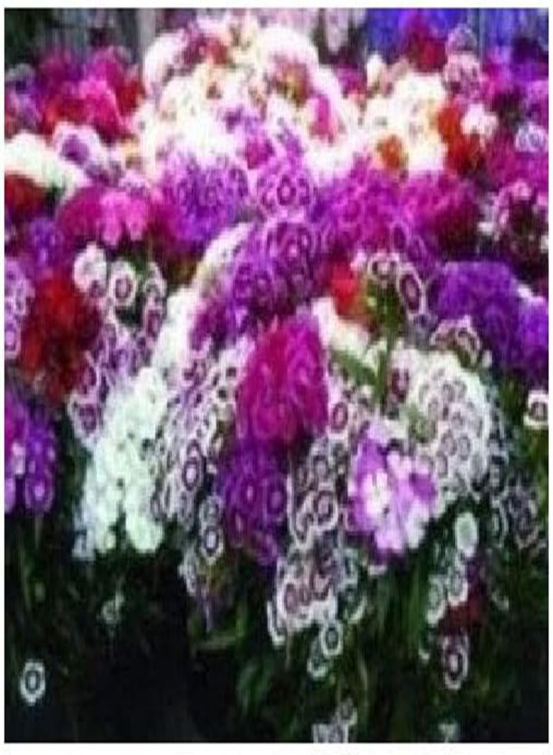 GGOOT - Sweet William Special Mixed Seeds 950 (1g approx.) Flower Seeds