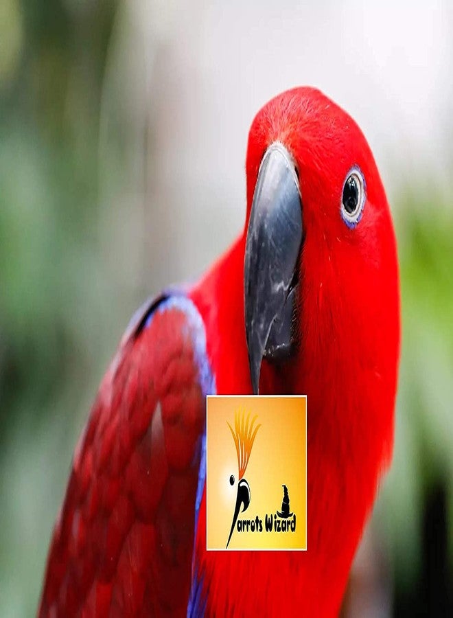Parrots Wizard بذور دوار الشمس الكبيرة من باروتس ويزارد للببغاء الكبير، 450 غرام، مناسبة لجميع مراحل نمو الطيور - Image 3