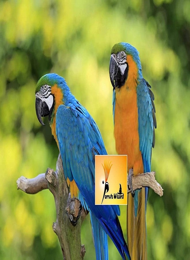 Parrots Wizard بذور دوار الشمس الكبيرة من باروتس ويزارد للببغاء الكبير، 450 غرام، مناسبة لجميع مراحل نمو الطيور - Image 2