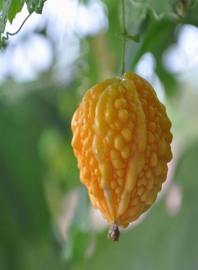 جي جوت مجموعة بذور القرع والبطيخ للحديقة (١٠ قطع) | بذور فواكه طبيعية غير معدلة وراثيًا للحديقة، مقاس واحد - Image 3