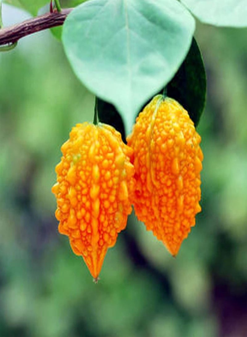 جي جوت مجموعة بذور القرع والبطيخ للحديقة (١٠ قطع) | بذور فواكه طبيعية غير معدلة وراثيًا للحديقة، مقاس واحد - Image 1