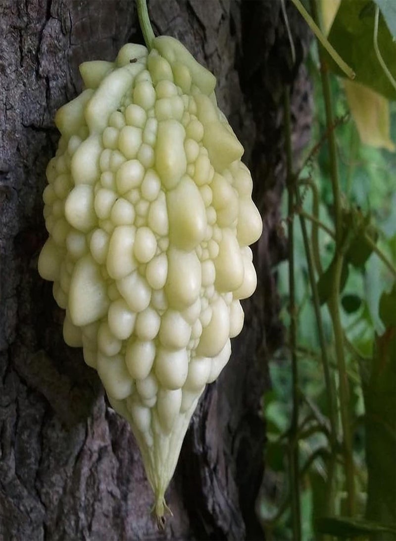 جي جوت مجموعة بذور القرع والبطيخ للحديقة (١٠ قطع) | بذور فواكه طبيعية غير معدلة وراثيًا للحديقة، مقاس واحد - Image 4