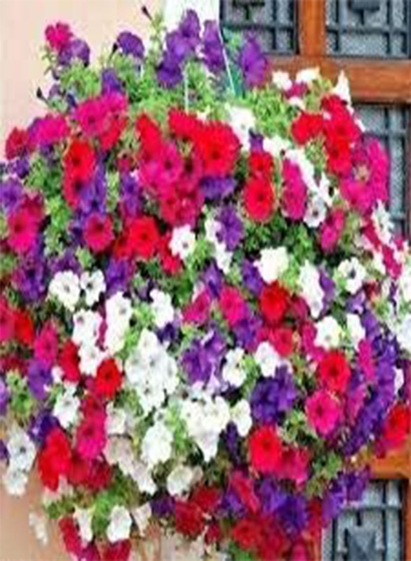 GGOOT seeds Fresh 100PCS Hanging  Flower seeds for Planting Multi Colour