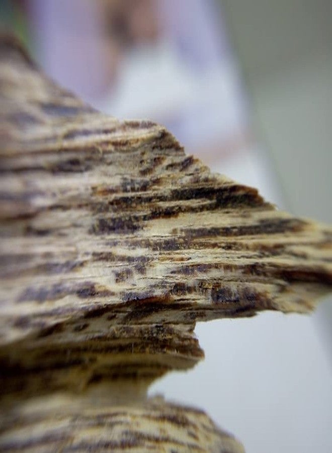 Uncle Jack Incense Vietnam Nha Trang Agarwood Lying incens 5-Star Agarwood 100 Sticks - Image 5