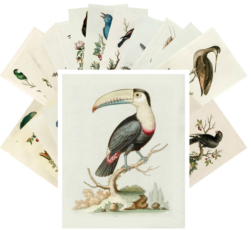 PIXILUV Vintage PostCards 24 pcs Amazing Birds Edwardian Vintage Illustrations - Image 4