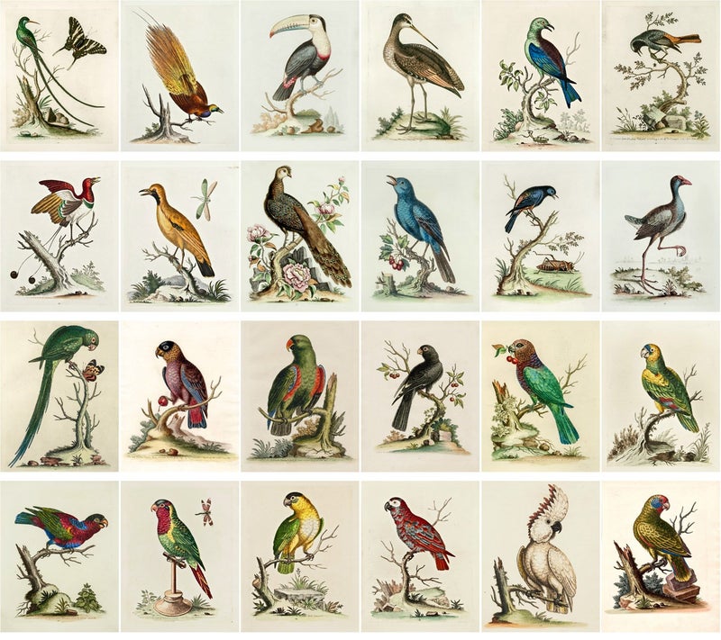 PIXILUV Vintage PostCards 24 pcs Amazing Birds Edwardian Vintage Illustrations - Image 2