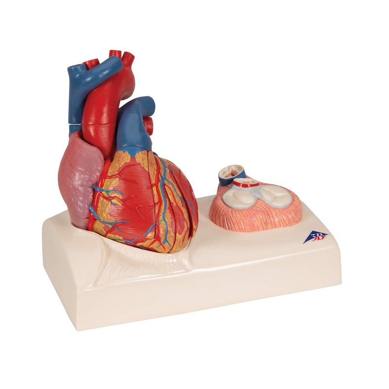 3B Scientific Human Anatomy - Heart Model on base, 5 Part - Image 2