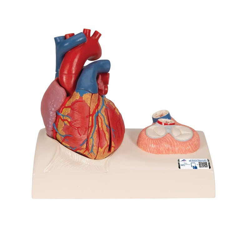3B Scientific Human Anatomy - Heart Model on base, 5 Part - Image 1
