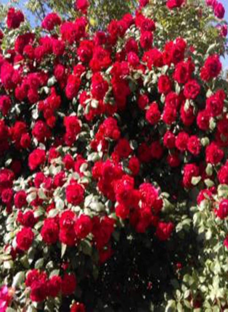 GGOOT 100Pcs Rosa Multiflora Seeds Home Garden Yard Fence Climbing Flower Decoration - Red Rosa Multiflora - Image 4