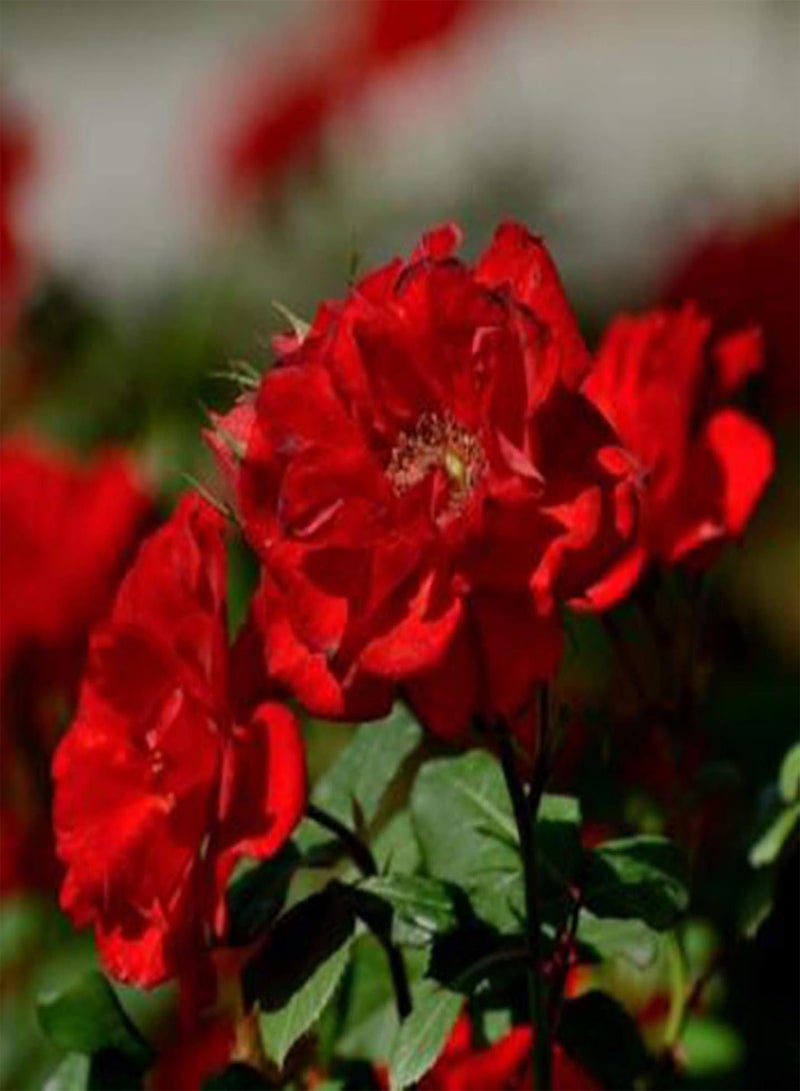 GGOOT 100Pcs Rosa Multiflora Seeds Home Garden Yard Fence Climbing Flower Decoration - Red Rosa Multiflora - Image 3