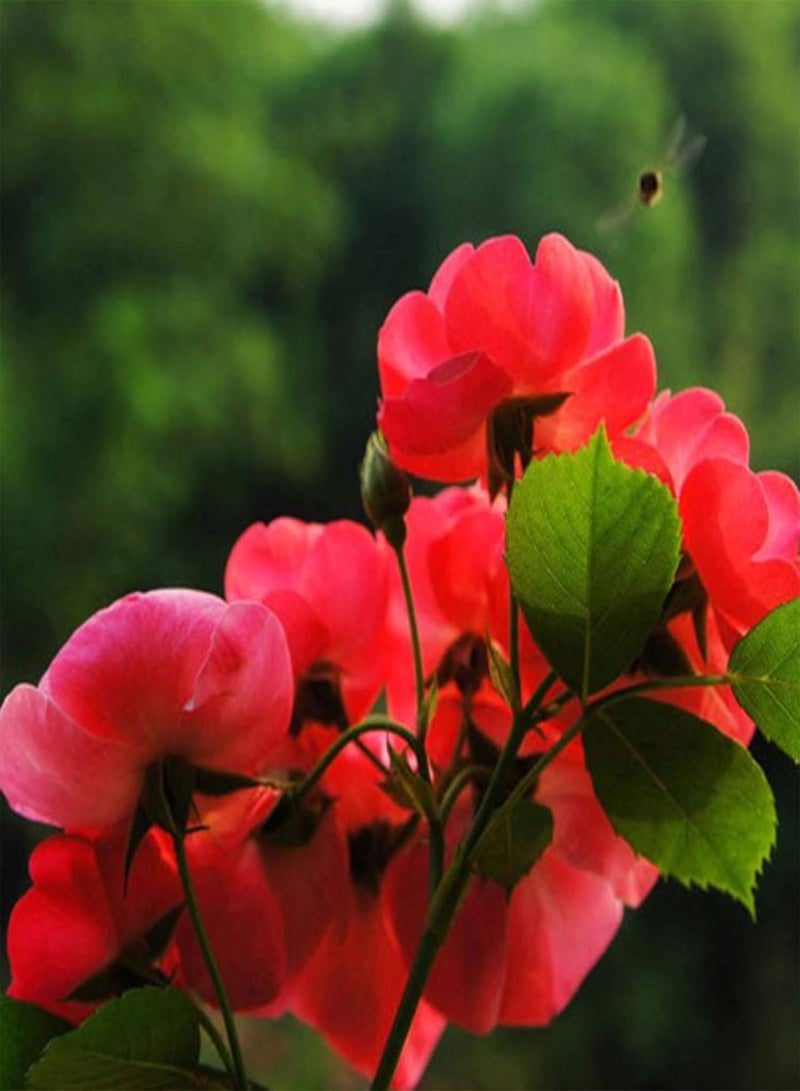 GGOOT 100Pcs Rosa Multiflora Seeds Home Garden Yard Fence Climbing Flower Decoration - Red Rosa Multiflora - Image 5