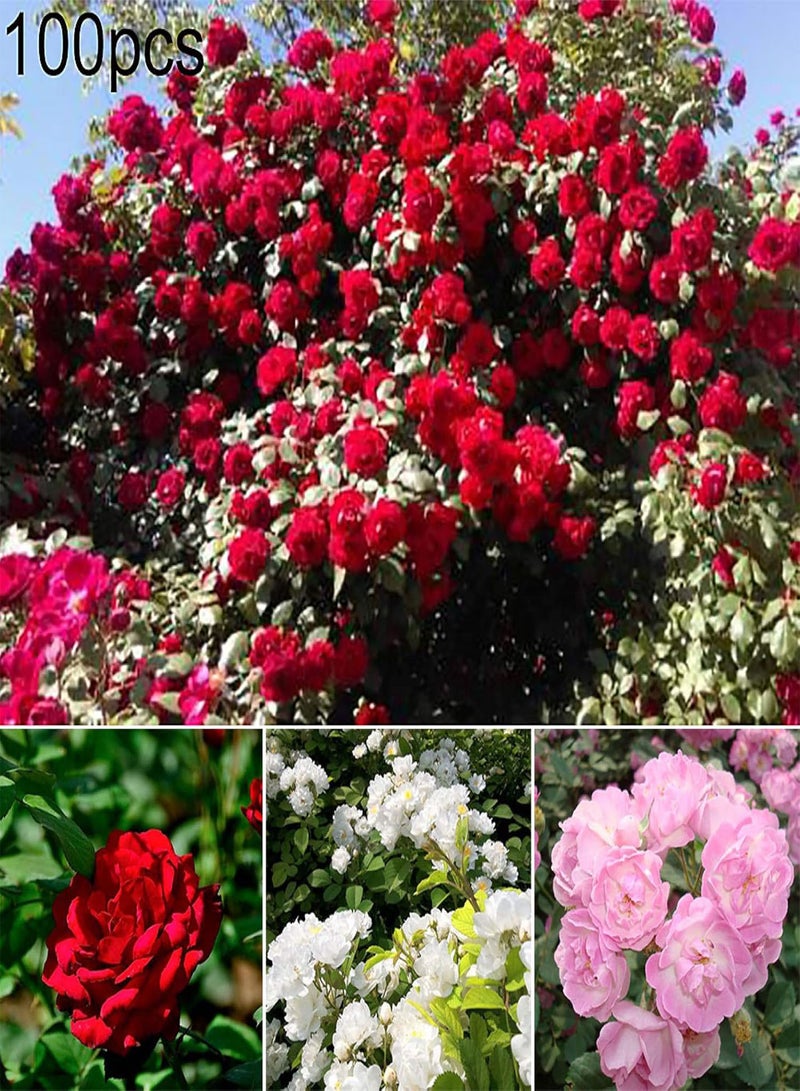 GGOOT 100Pcs Rosa Multiflora Seeds Home Garden Yard Fence Climbing Flower Decoration - Red Rosa Multiflora - Image 2
