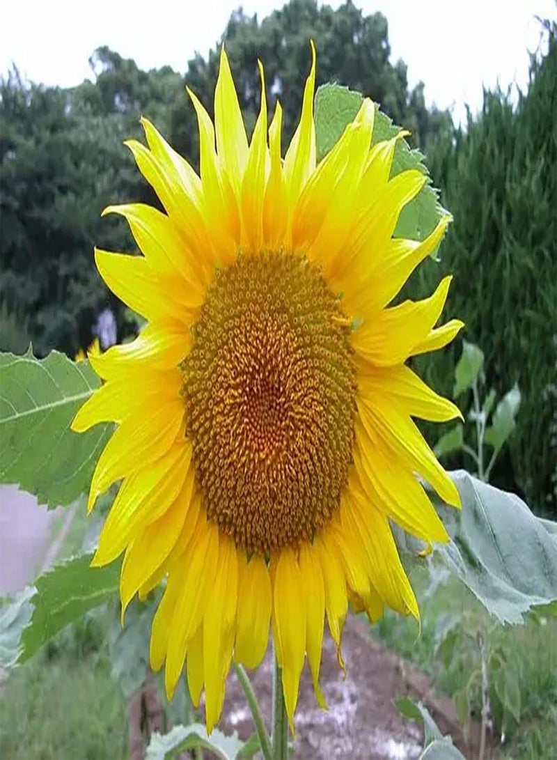 GGOOT 100pcs gele zonnebloempitten Indoor Patio planten gemakkelijk te beheren en te onderhouden vrij exotisch en artistiek - Image 2