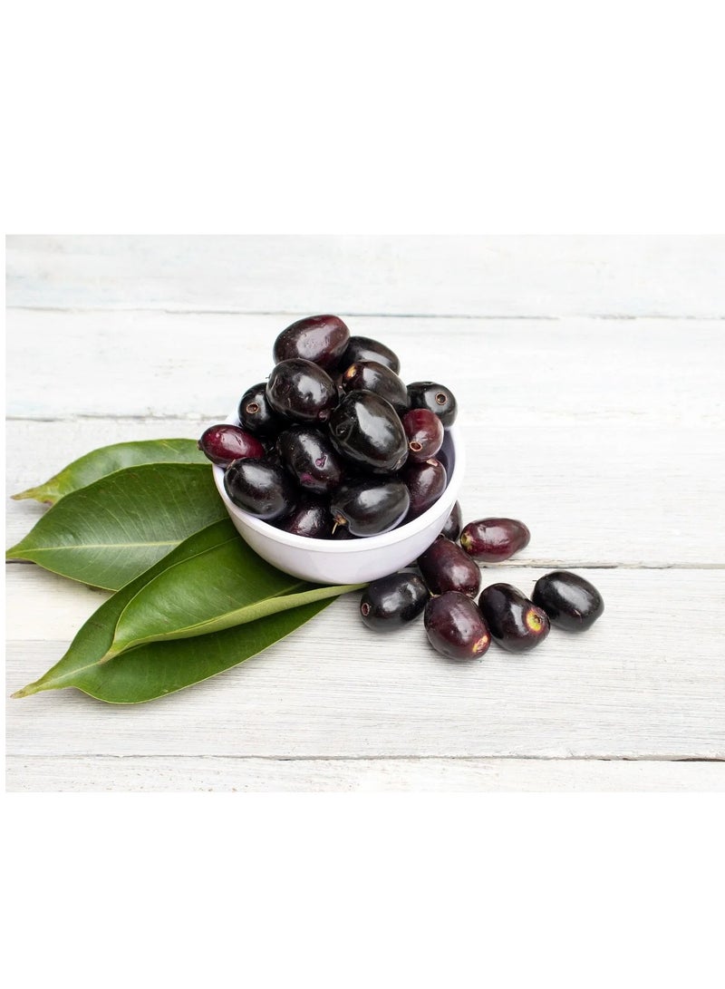 Be Natural Jamun powder – 100 gm - Image 2