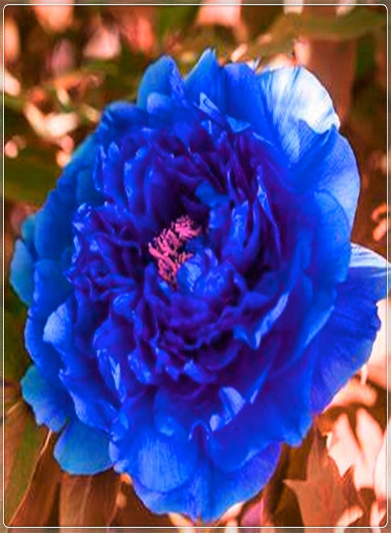 GGOOT 20pcs Peony Seeds Deep Blue Ornamental Flowers Suitable for Planting in Garden Green Space DIY Garden Craft Art Decoration - Image 2