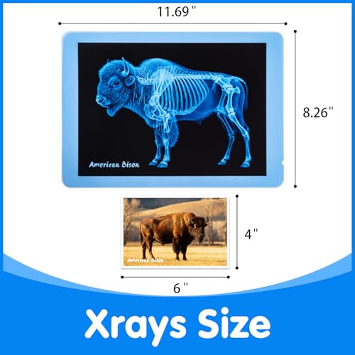 Odoorgames Zoo Animal Xrays for Kids 15 Pcs Animal Science Kit for Vet Role Play Light Table Accessories and Exploring Bone Structure - Image 5