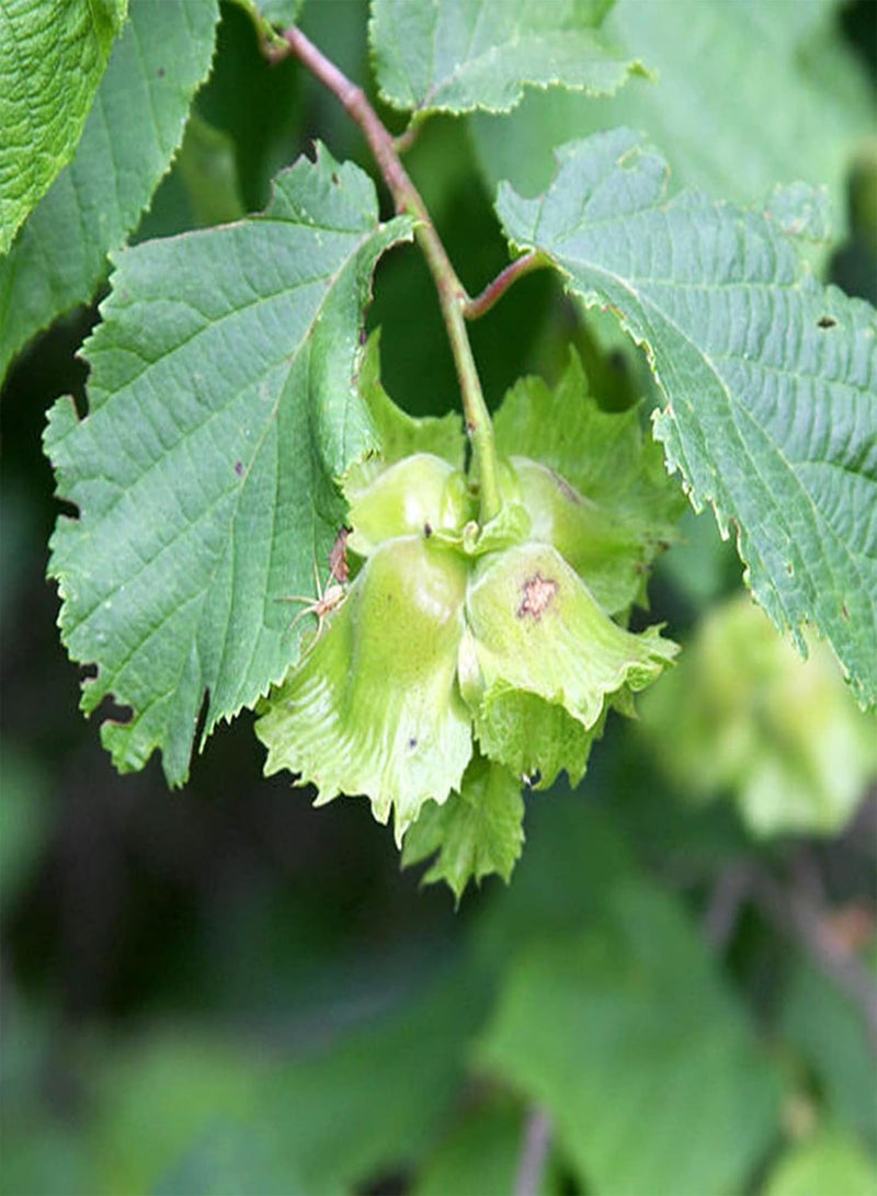 GGOOT 5Pcs/Bag Hazelnut Seeds Natural Non GMO Nutritious Excellent Producing Filbert Seeds for Home - Seed - Image 2