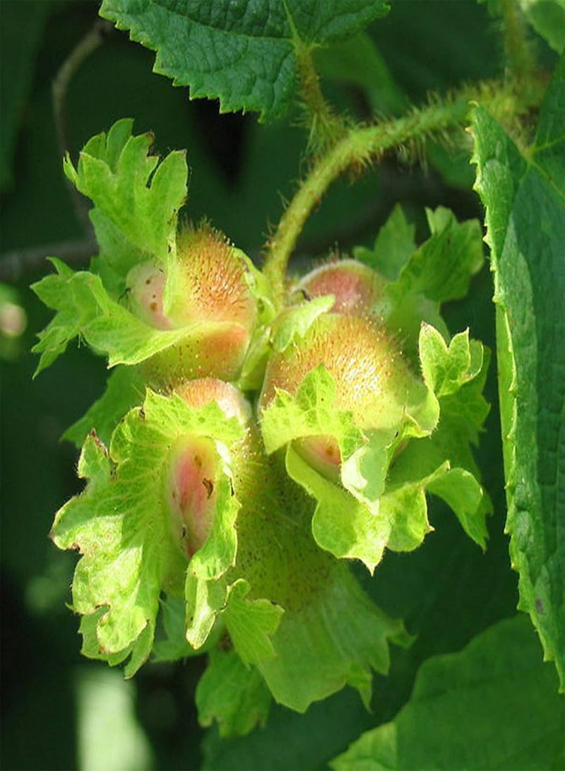 GGOOT 5Pcs/Bag Hazelnut Seeds Natural Non GMO Nutritious Excellent Producing Filbert Seeds for Home - Seed - Image 1