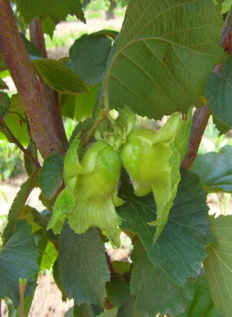 GGOOT 5Pcs/Bag Hazelnut Seeds Natural Non GMO Nutritious Excellent Producing Filbert Seeds for Home - Seed - Image 4